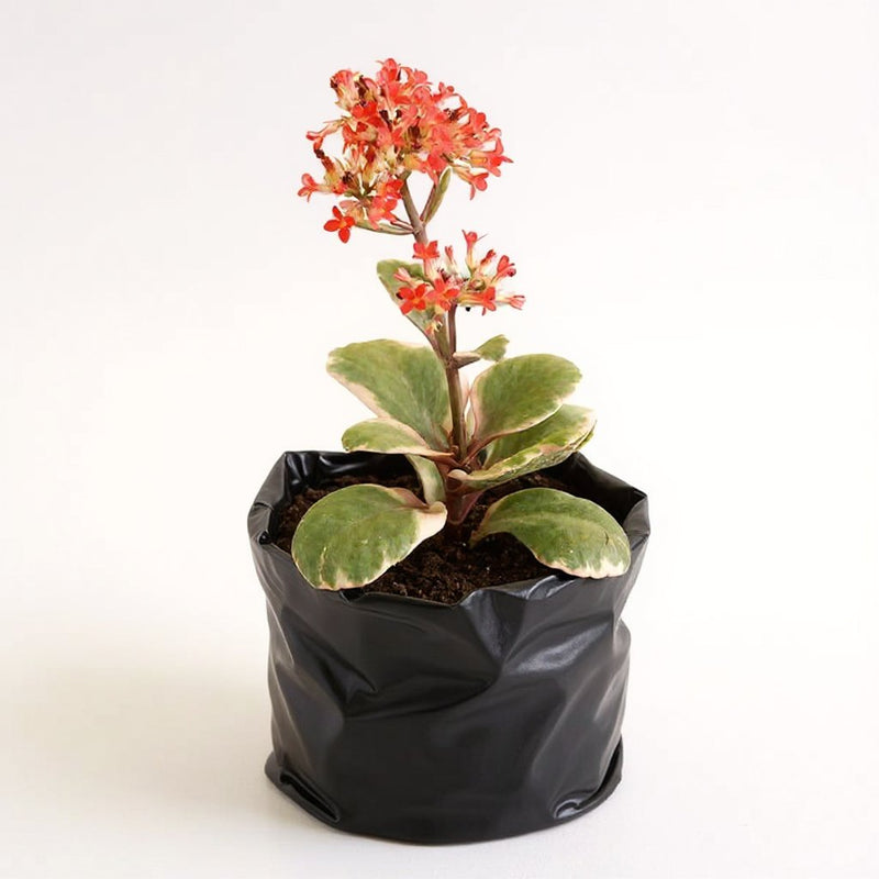 Kalanchoe blossfeldiana Variegated