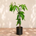 Mango Tree (Totapuri, Grafted) - 10" Grow bag