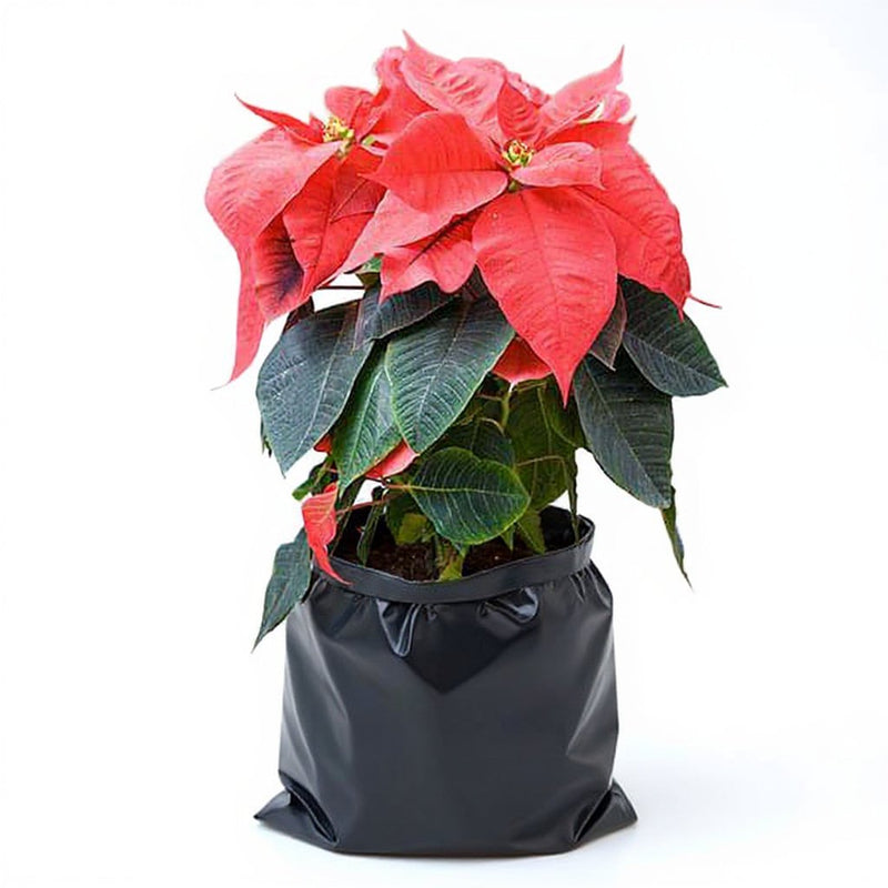 Poinsettia Red