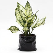 Aglaonema Snow White