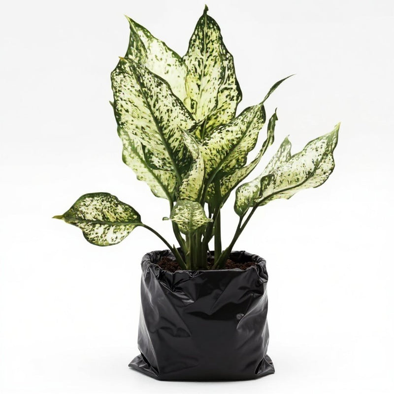 Aglaonema Snow White