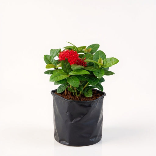 Ixora Dwarf Red - 10" Grow bag