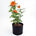 Rose Orange - 10" Grow bag