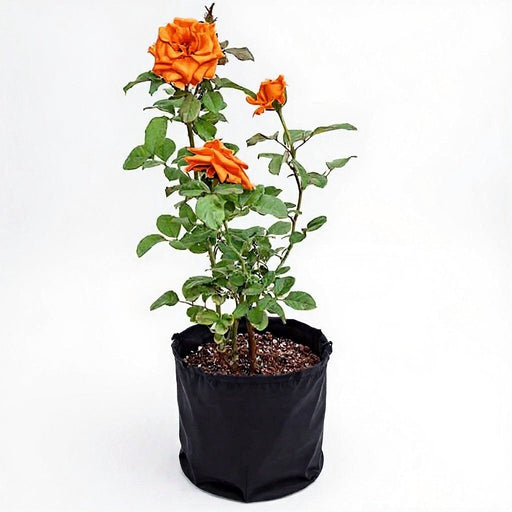 Rose Orange - 10" Grow bag
