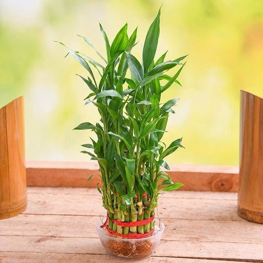 Lucky Bamboo 3 Layer - 3" Pot