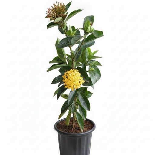 Ixora Yellow - 8" Pot
