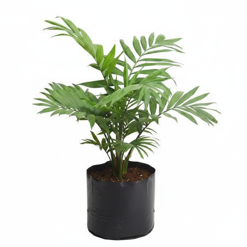 Parlor Palm - 10" Grow bag