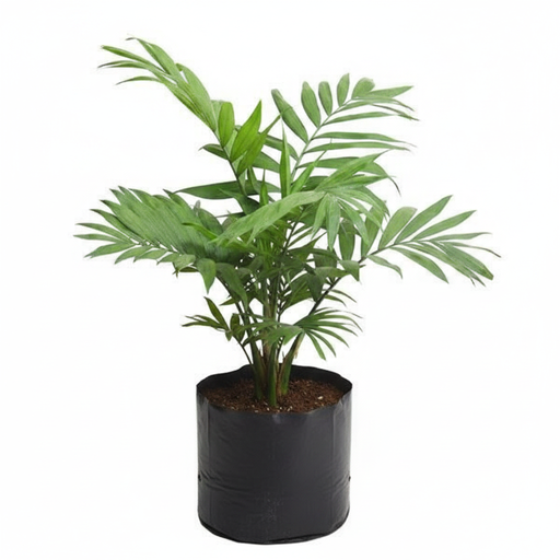 Parlor Palm - 10" Grow bag