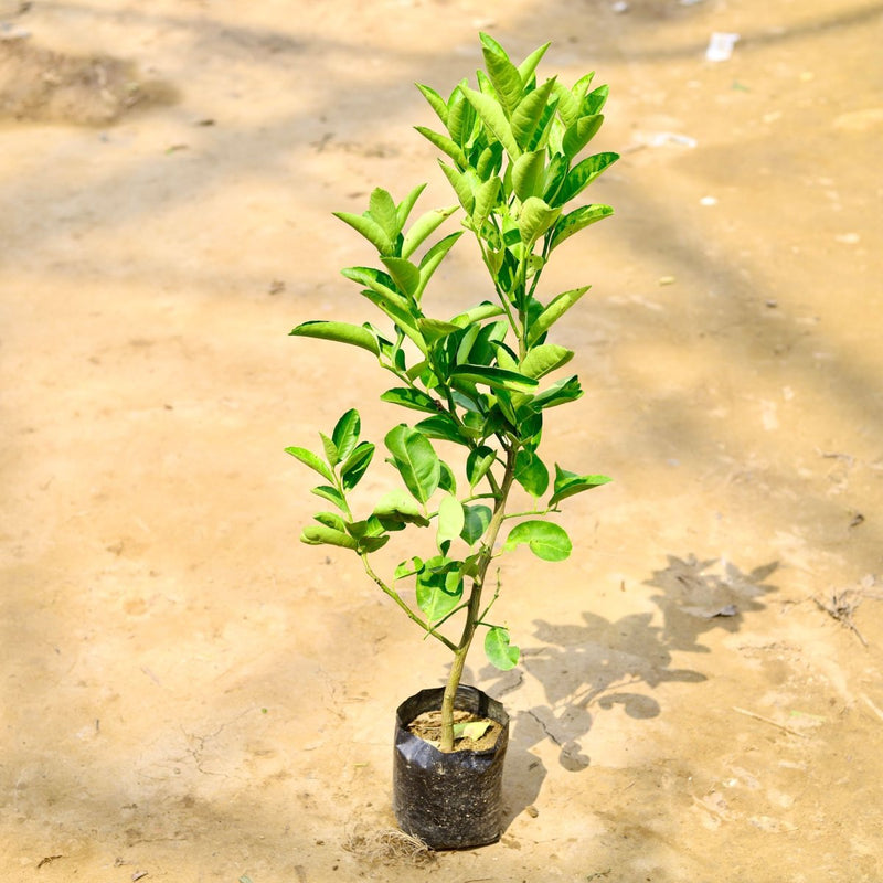 Mosambi - 10" Grow bag