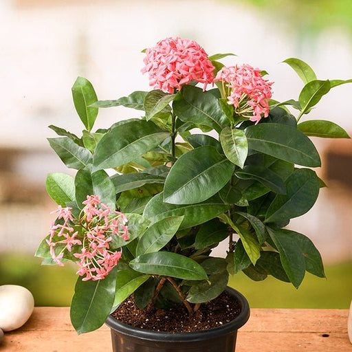 Ixora Pink - 8" Pot