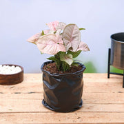 Syngonium Mixed