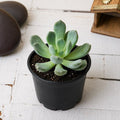 Pachyveria clavata - 3" Pot