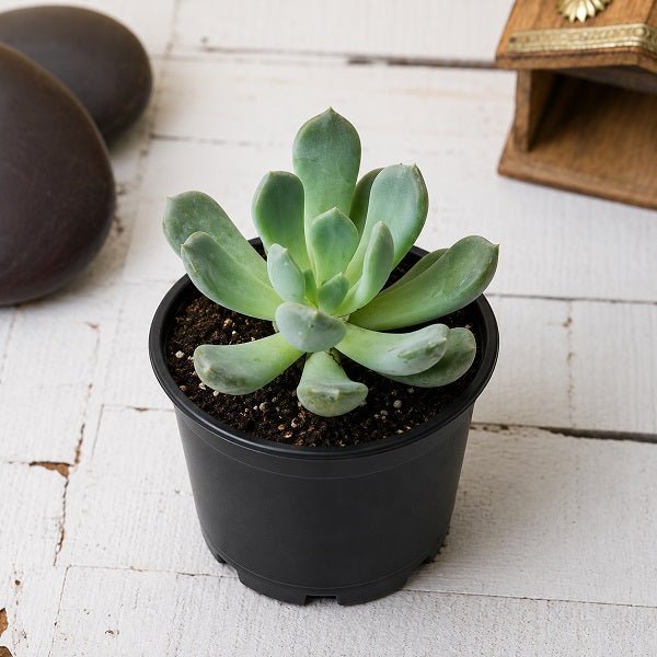 Pachyveria clavata - 3" Pot