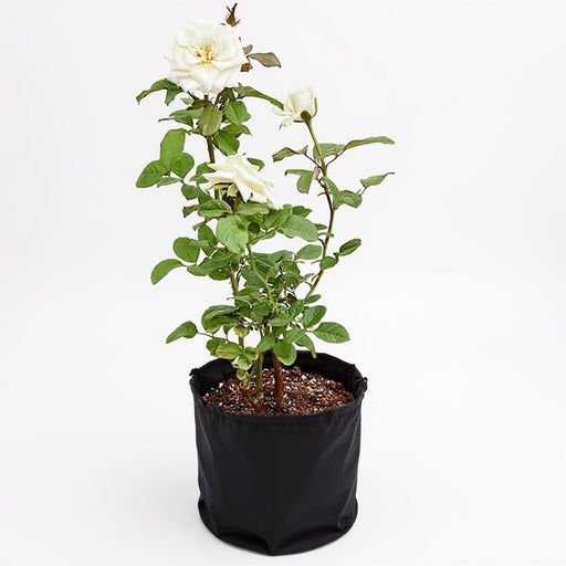 Rose White - 10" Grow bag