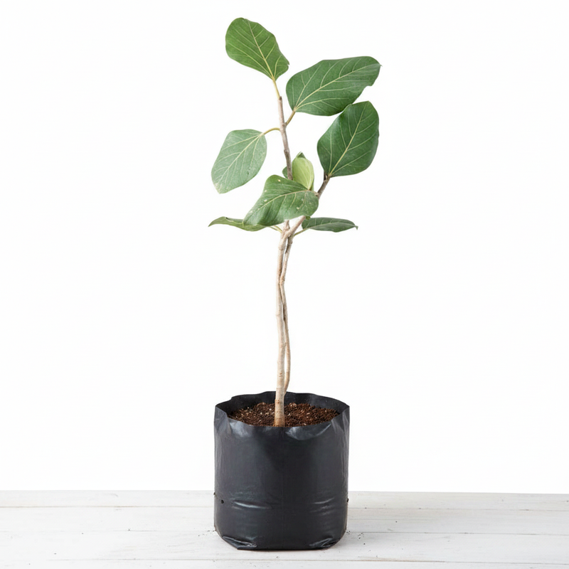 Banyan - 10" Grow bag