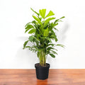 Fishtail Palm - 8" Pot