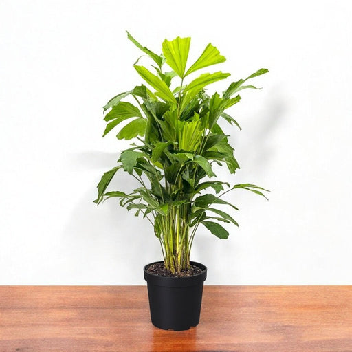 Fishtail Palm - 8" Pot