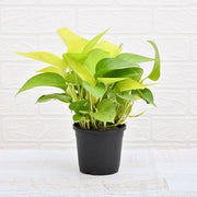sku:PLT-MONEYPLANT-P04-GLD,PLT-MONEYPLANT-P05-GLD,PLT-MONEYPLANT-P06-GLD