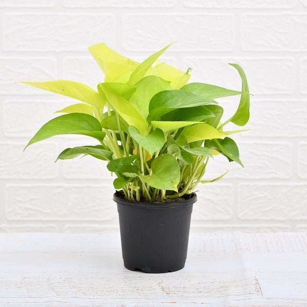 sku:PLT-MONEYPLANT-P04-GLD,PLT-MONEYPLANT-P05-GLD,PLT-MONEYPLANT-P06-GLD