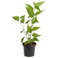Mulberry Big Leaves - 8" Pot