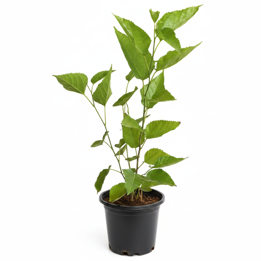 Mulberry Big Leaves - 8" Pot