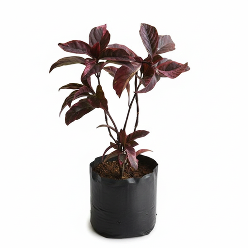 Eranthemum Nigrum, Black Kodia - 6" Grow bag