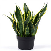sku:PLT-SNAKEPLANT-P06-BLA