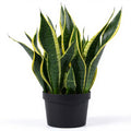 Snake Plant Black Gold - 6" Pot