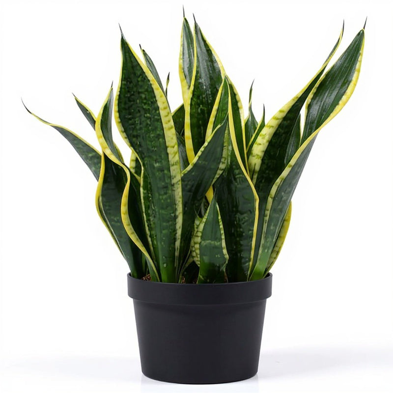 Snake Plant Black Gold - 6" Pot