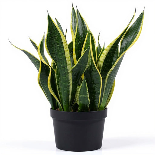 Snake Plant Black Gold - 6" Pot