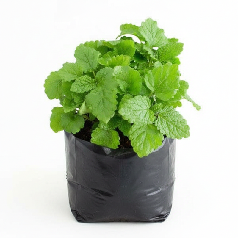 Lemon Balm - 6" Grow bag