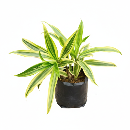 Song of India - 6" Grow bag