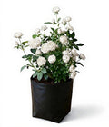 Miniature Rose Yellow - 10" Grow bag