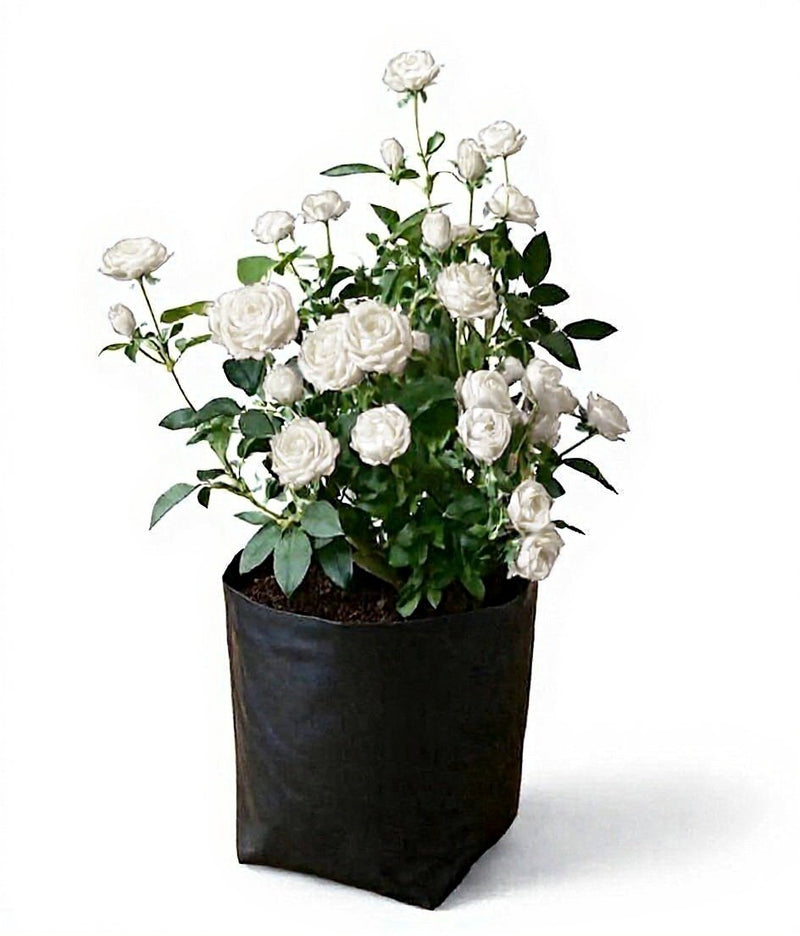 Miniature Rose Yellow - 10" Grow bag