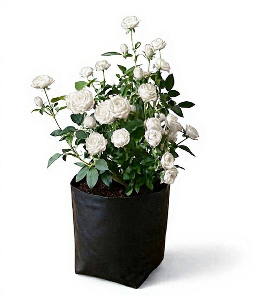 Miniature Rose Yellow - 10" Grow bag
