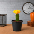 Moon Cactus Yellow - 3" Pot
