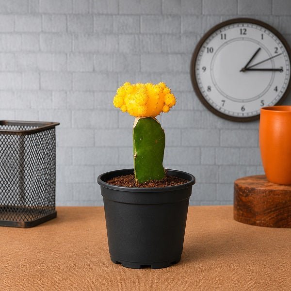Moon Cactus Yellow - 3" Pot