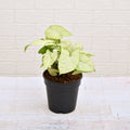 Syngonium Podophyllum Silver Pearl - 5" Pot