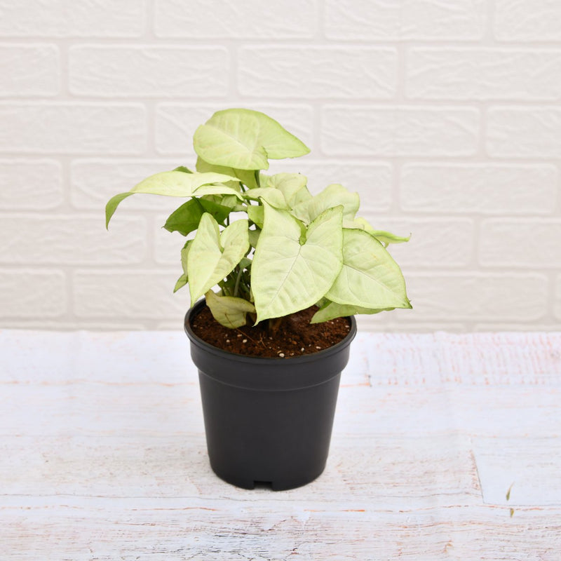 Syngonium Podophyllum Silver Pearl - 5" Pot