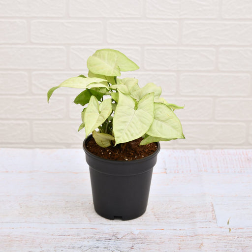 Syngonium Podophyllum Silver Pearl - 4" Pot