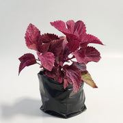 Coleus Pink