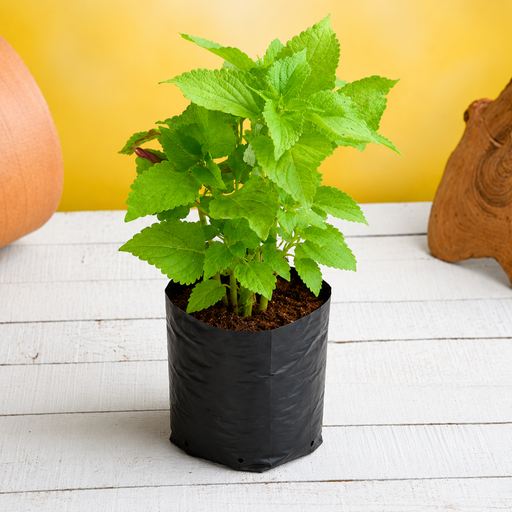 Coleus Green - 6" Grow bag