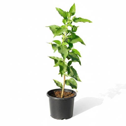 Parijat - 8" Pot