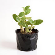 Tradescantia sillamontana - Succulent