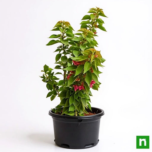 Bougainvillea Dwarf pink - 10" Grow bag