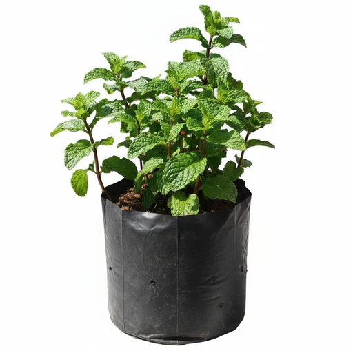 Mint - 6" Grow bag