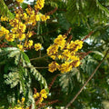 Peela Gulmohar Yellow - 6" Grow bag