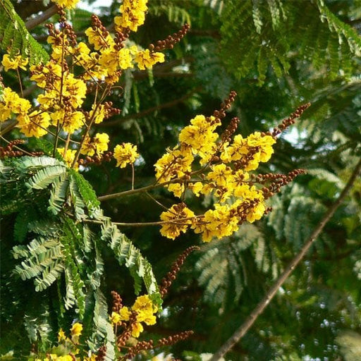 Peela Gulmohar Yellow - 6" Grow bag