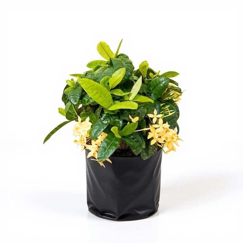 Ixora Dwarf Yellow - 10" Grow bag