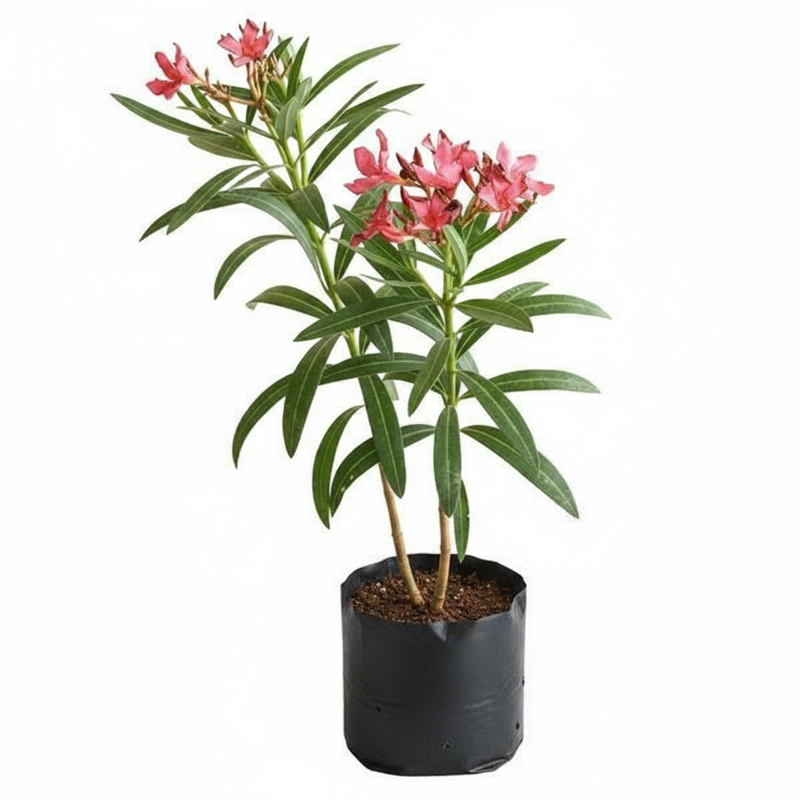 Oleander Red - 10" Grow bag